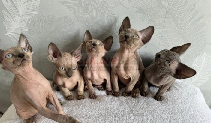 Sphinx Kittens