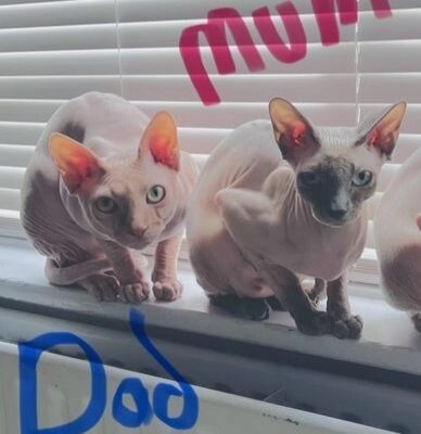 Sphinx Kittens