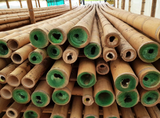 Bamboo supplier in UAE ( Bamboo supplier in Abu Dhabi Al Ain )