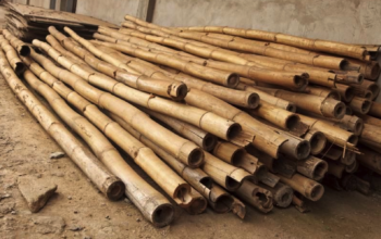 Natural Bamboo Supplier in UAE ( Natural Bamboo Supplier in Dubai Al Garhoud )