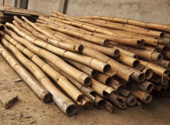 Bamboo supplier in UAE ( Bamboo supplier in Dubai Al Wasl )