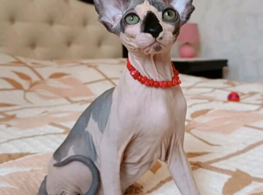 Sphinx Kittens