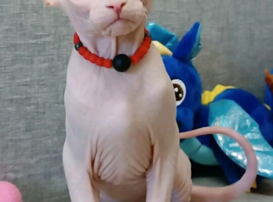 Sphinx Kittens