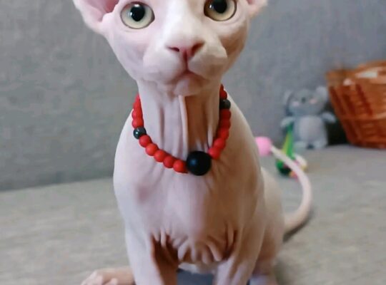 Sphinx Kittens