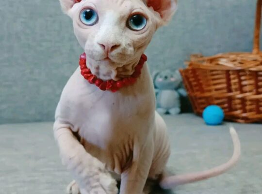 Sphinx Kittens