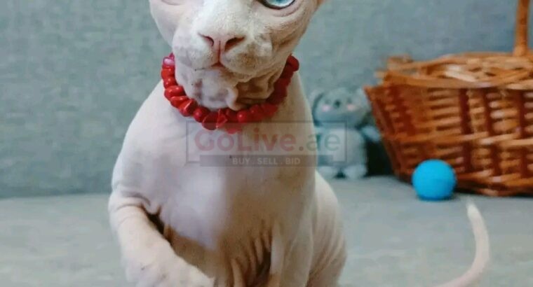 Sphinx Kittens