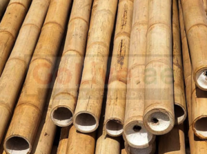 Garden Bamboo Supplier in UAE ( Garden Bamboo Supplier in Dubai Al Twar )