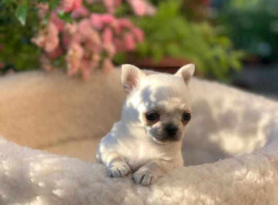 Excellent Chihuahua Puppies For Loving Homes