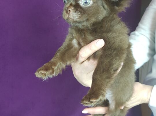 Excellent Chihuahua Puppies For Loving Homes