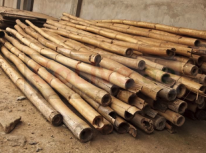 Bamboo Poles in Oman ( Bamboo Poles in Oman Buraimi )