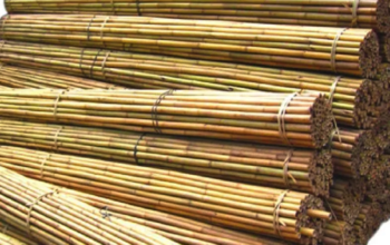 Bamboo Poles in Oman ( Bamboo Poles in Oman Sur )