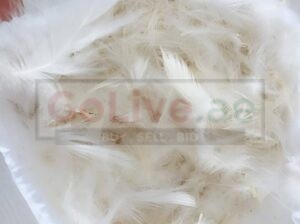 Duck Down Feather Pillow in Bahrain ( Duck Down Feather Pillow in Bahrain Hamad Town )