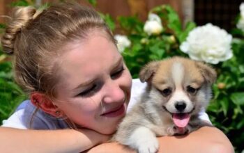 Adorable corgi puppy ready to go