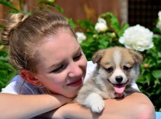 Adorable corgi puppy ready to go