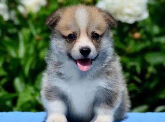 Adorable corgi puppy ready to go