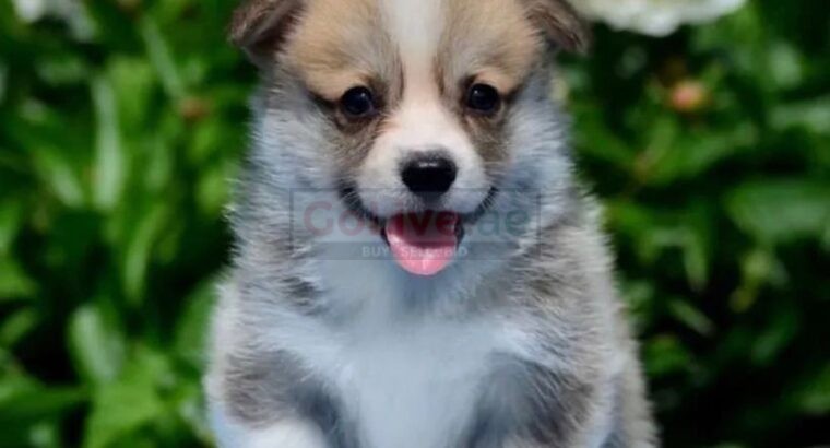 Adorable corgi puppy ready to go