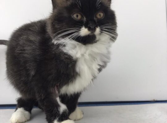 Cute Adorable 1.5 month persian male kitten for adoption