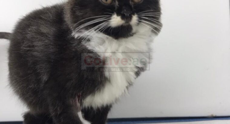 Cute Adorable 1.5 month persian male kitten for adoption