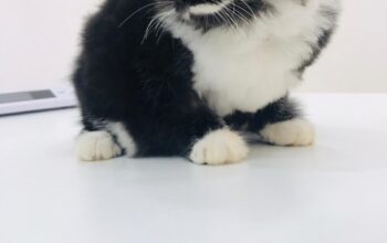 Cute Adorable 1.5 month persian male kitten for adoption