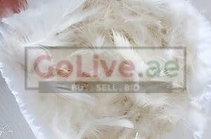 Goose Down Feathers in Kuwait ( Goose Down Feathers in Kuwait Ahmadi )