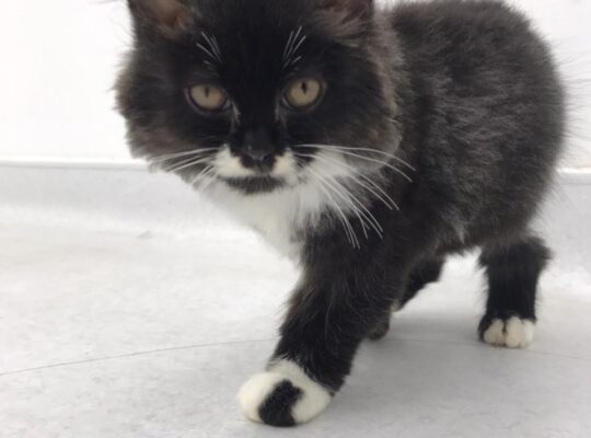 Cute Adorable 1.5 month persian male kitten for adoption