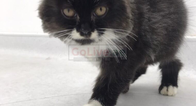Cute Adorable 1.5 month persian male kitten for adoption