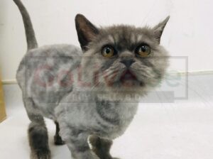 Cute Adorable Grey persian male kitten for adoption