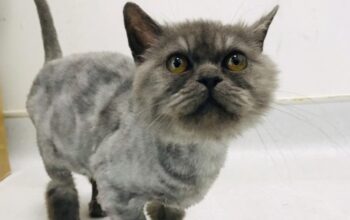 Cute Adorable Grey persian male kitten for adoption