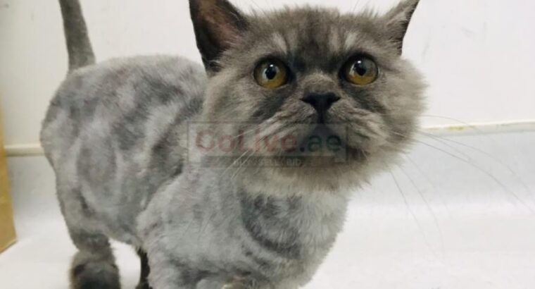 Cute Adorable Grey persian male kitten for adoption