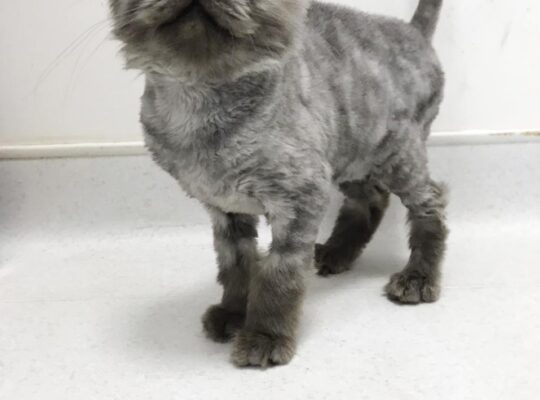 Cute Adorable Grey persian male kitten for adoption