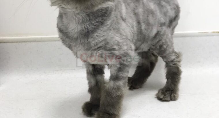 Cute Adorable Grey persian male kitten for adoption