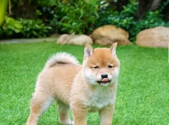 Adorable Akita Puppies For Rehoming And Adoption