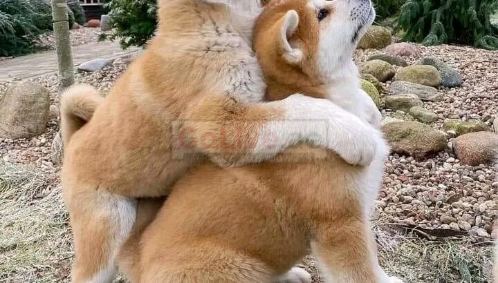 Adorable Akita Puppies For Rehoming And Adoption