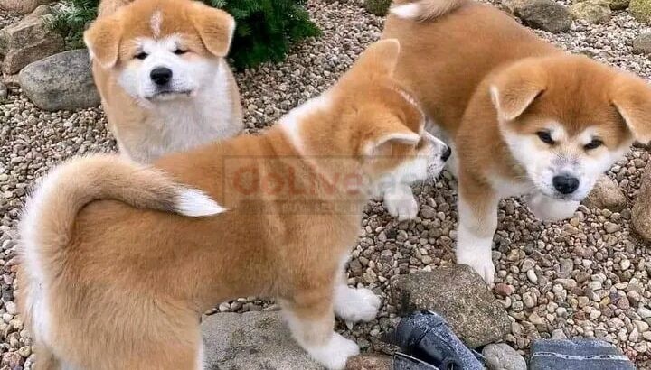 Adorable Akita Puppies For Rehoming And Adoption