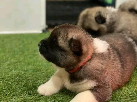 Adorable Akita Puppies For Rehoming And Adoption