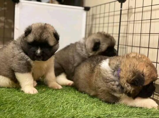 Adorable Akita Puppies For Rehoming And Adoption