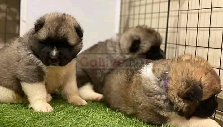 Adorable Akita Puppies For Rehoming And Adoption