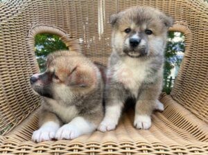 Adorable Akita Puppies For Rehoming And Adoption