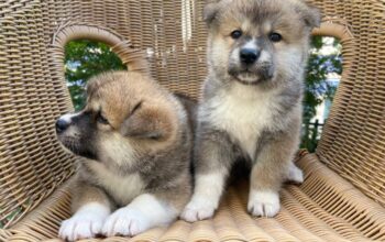 Adorable Akita Puppies For Rehoming And Adoption