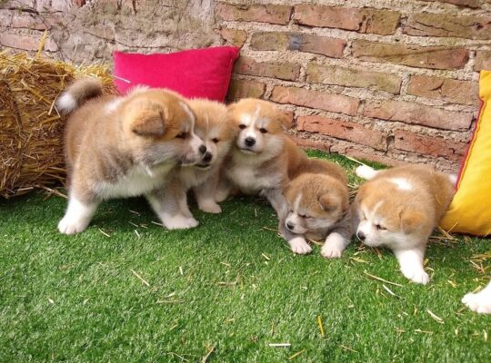 Adorable Akita Puppies For Rehoming And Adoption