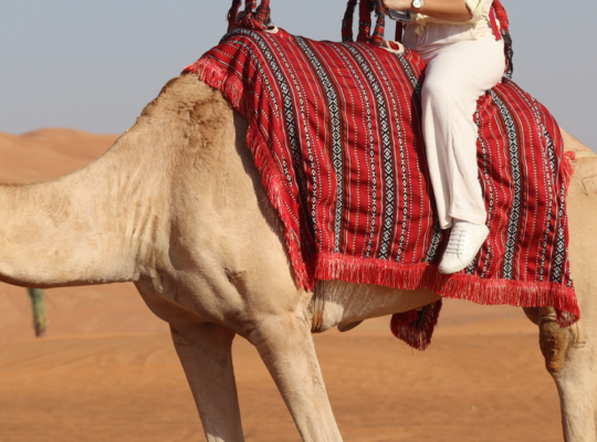 Low Cost Morning Desert Safari 054 470 0431