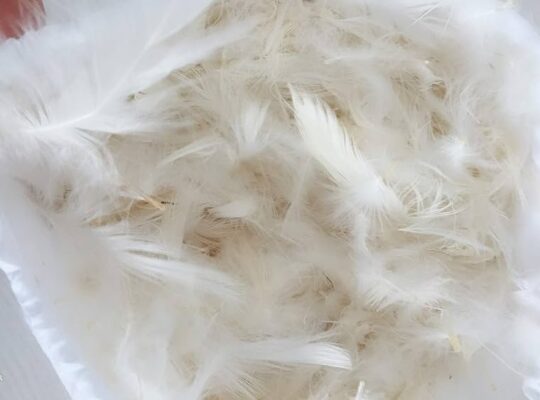 Goose Feather cushions for Hotels in Kuwait ( Goose Feather cushions for Hotels in Kuwait Jabriya )