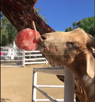 Salt licks for deer and wildlife ( Best Himalayan salt licks for horses in UMM AL QUWAIN )