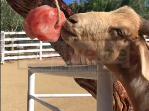 Animal salt licks ( Himalayan salt supplier for retailers in OMAN )