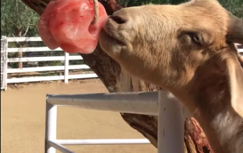Animal salt licks ( Himalayan salt supplier for retailers in OMAN )