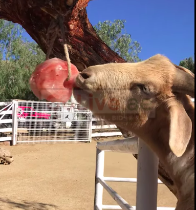 Salt licks for deer and wildlife ( Best Himalayan salt licks for horses in DUBAI )