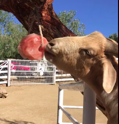 Salt licks for deer and wildlife ( Best Himalayan salt licks for horses in BAHRAIN )