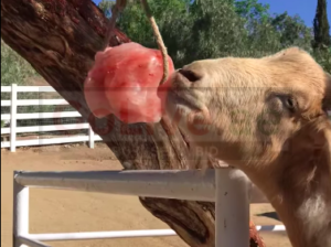 Animal salt licks ( Himalayan salt supplier for retailers in DUBAI )