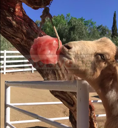 Animal salt licks ( Himalayan salt supplier for retailers in DUBAI )
