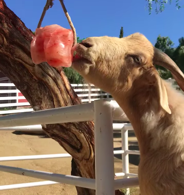 Salt licks for deer and wildlife ( Best Himalayan salt licks for horses in OMAN )